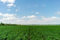 Potato field in the afternoon more sky with green clouds Royalty Free Stock Photo