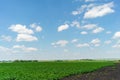 Potato field in the afternoon more sky with green clouds Royalty Free Stock Photo