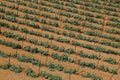 Potato field agriculture landscape Royalty Free Stock Photo