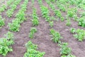 Potato field. Agriculture, organic vegetable farm. selective focus Royalty Free Stock Photo