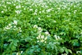 Potato Field Blooming