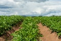 Potato field with blooming plants in summer sunlight Royalty Free Stock Photo