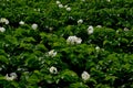 The potato field blooms in summer with white flowers.Blossoming of potato fields Royalty Free Stock Photo