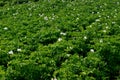 The potato field blooms in summer with white flowers.Blossoming of potato fields Royalty Free Stock Photo