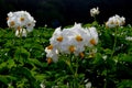 The potato field blooms in summer with white flowers.Blossoming of potato fields Royalty Free Stock Photo