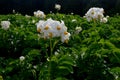 The potato field blooms in summer with white flowers.Blossoming of potato fields Royalty Free Stock Photo