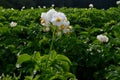 The potato field blooms in summer with white flowers.Blossoming of potato fields