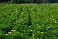 The potato field blooms in summer with white flowers.Blossoming of potato fields Royalty Free Stock Photo