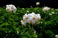 The potato field blooms in summer with white flowers.Blossoming of potato fields Royalty Free Stock Photo