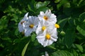 The potato field blooms in summer with white flowers.Blossoming of potato fields Royalty Free Stock Photo