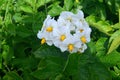 The potato field blooms in summer with white flowers.Blossoming of potato fields Royalty Free Stock Photo