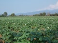 Potato field