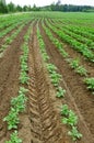 Potato field, potato crops planted in a row Royalty Free Stock Photo