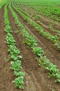 Potato field, potato crops planted in a row Royalty Free Stock Photo