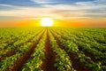 Potato field at the dramatic sunset Royalty Free Stock Photo