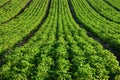 An Idaho potato field planted in a seven row configuration. Royalty Free Stock Photo