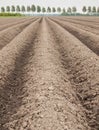 Potato field Royalty Free Stock Photo