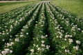 Potato field in flowering time