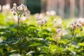 Potato field in flowering time Royalty Free Stock Photo