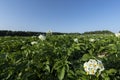 Potato field with green bushes of flowering potatoes Royalty Free Stock Photo