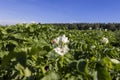 Potato field with green bushes of flowering potatoes Royalty Free Stock Photo