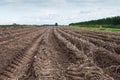 Potato field during harvest