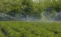 Potato field irrigated with a sprinkler system