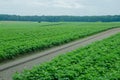 Potato field, monoculture Royalty Free Stock Photo