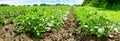 Potato Field - Panorama in Summer Royalty Free Stock Photo