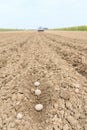 Potato field with potatoes Royalty Free Stock Photo