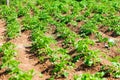 Potato field, potatoes growing in rows in the garden Royalty Free Stock Photo