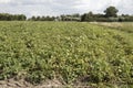 Potato field in Kattendijke