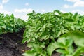 Potato field rows with green bushes, close up. Royalty Free Stock Photo