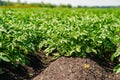 Potato field rows with green bushes, close up. Royalty Free Stock Photo