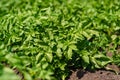 Potato field rows with green bushes, close up. Royalty Free Stock Photo