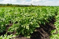 Potato field rows with green bushes, close up. Royalty Free Stock Photo