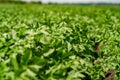 Potato field rows with green bushes, close up. Royalty Free Stock Photo