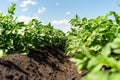 Potato field rows with green bushes, close up. Royalty Free Stock Photo