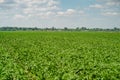 Potato field rows with green bushes, close up. Royalty Free Stock Photo