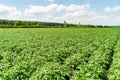 Potato field rows with green bushes, close up. Royalty Free Stock Photo