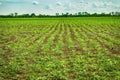 Potato field rows with green bushes Royalty Free Stock Photo