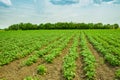 Potato field rows with green bushes Royalty Free Stock Photo