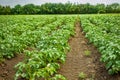Potato field rows with green bushes Royalty Free Stock Photo