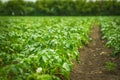 Potato field rows with green bushes Royalty Free Stock Photo