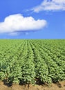 Potato field and sky