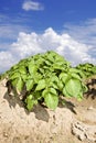 A Potato field with sky and cloud Royalty Free Stock Photo