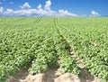 A Potato field with sky and cloud Royalty Free Stock Photo