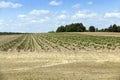 Potato field, spring Royalty Free Stock Photo