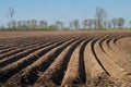 Potato field in spring Royalty Free Stock Photo