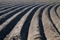 Potato field in spring Royalty Free Stock Photo